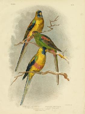 Yellow-Vented Parakeet 1891