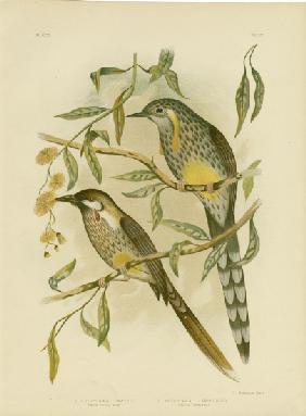 Yellow Wattlebird 1891