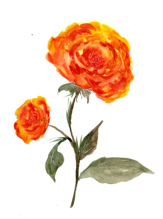 Orange Rosen von Sebastian  Grafmann