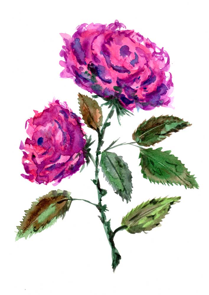 Purple Roses von Sebastian  Grafmann