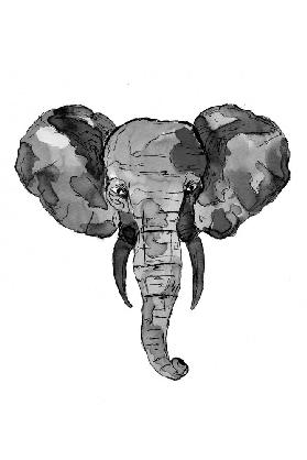 Grey African Elephant Head 2020