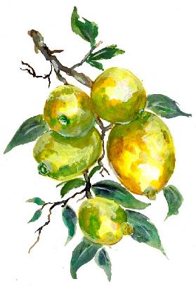 Lemon Fruits On A Tree Branch 2020