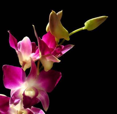 Orchidee von Grzegorz Agnieszka Sowik