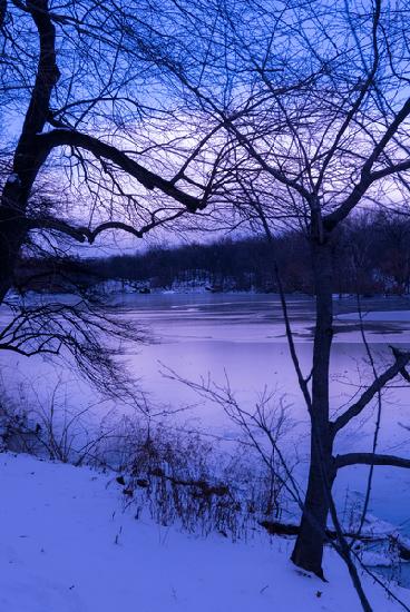 Purple Central Park Winter 2017