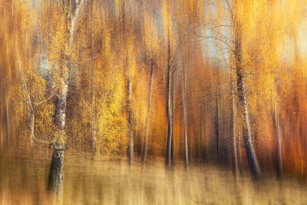 Autumn Birches von Gustav Davidsson