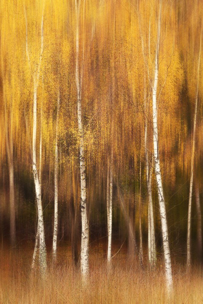 Herbst von Gustav Davidsson