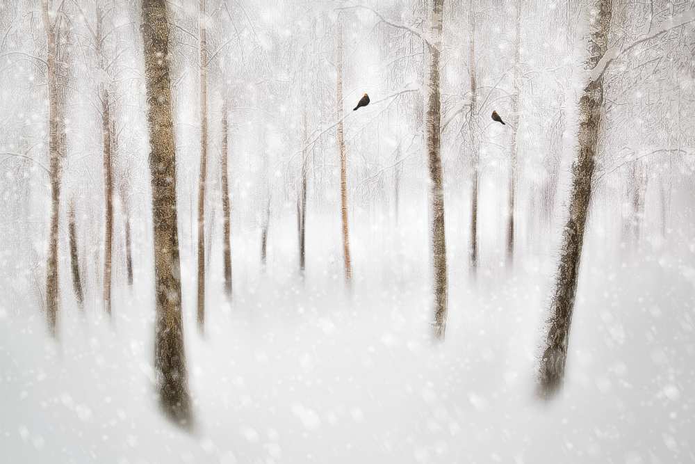 Winter Birches von Gustav Davidsson