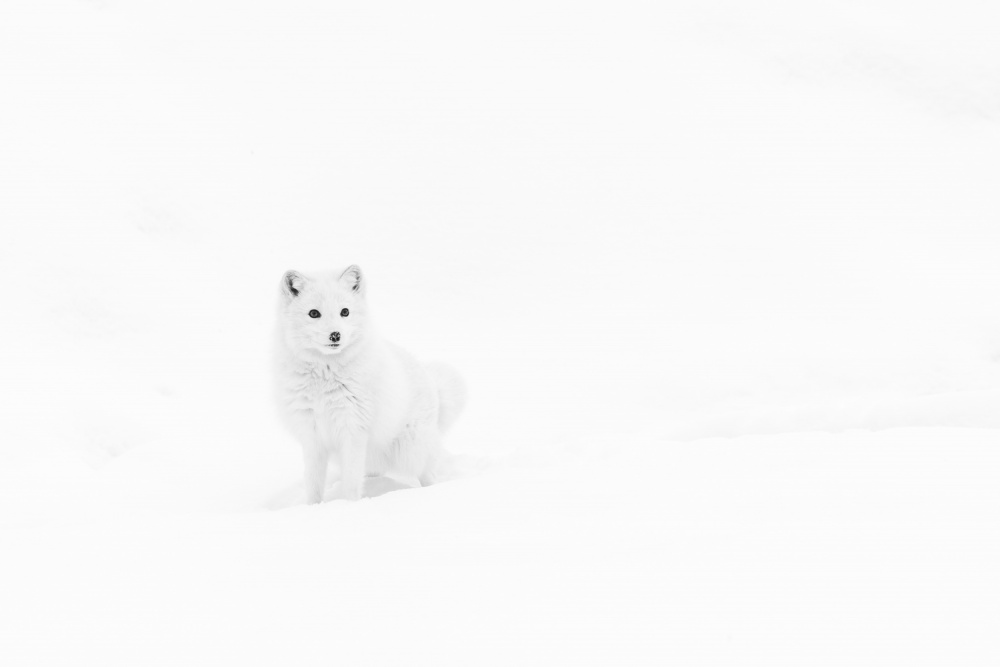 Arktische Einsamkeit von Gustavo Costa