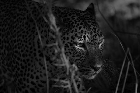 Die Augen eines Leoparden