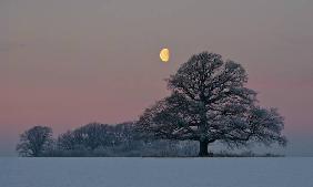 The Oak and The Moon