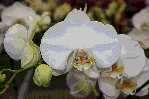 Orchidee 0046 von Harald Albrecht