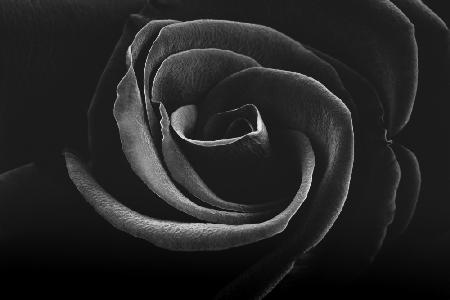 Verführerische schwarze und weiße Rose