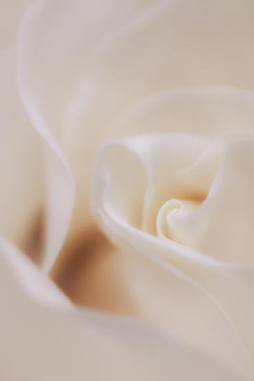 Weiche,verträumte weiße Rose