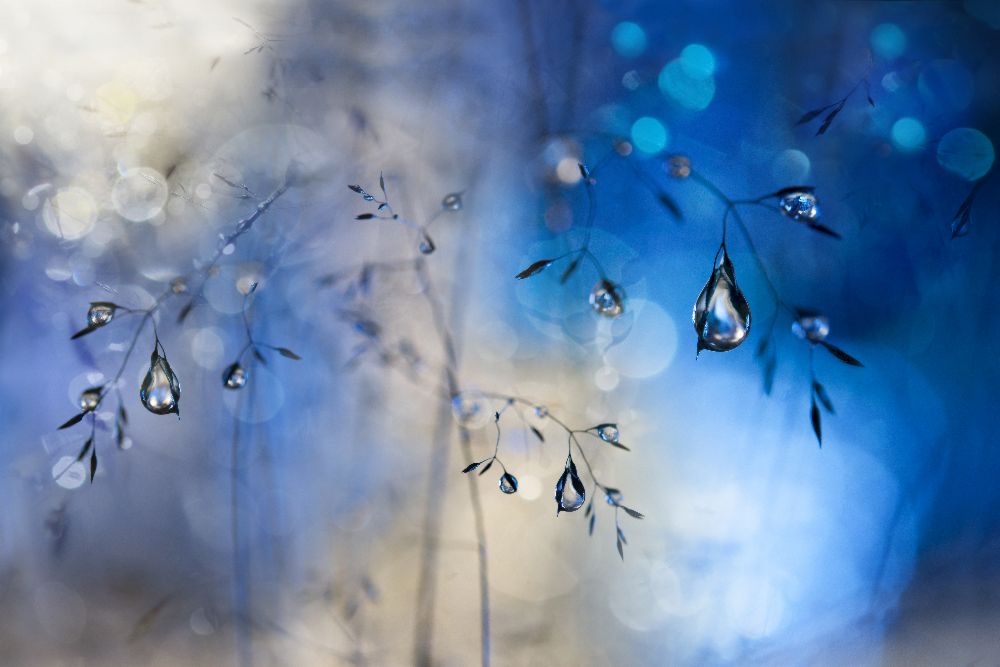 Blauer Regen von Heidi Westum