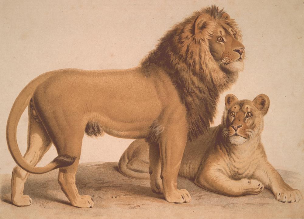 Der Löwe / Felis Leo von Heinrich Leutemann