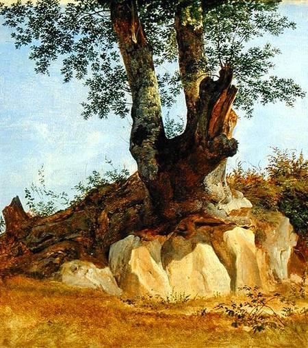 A Tree in Campagna von Heinrich Reinhold