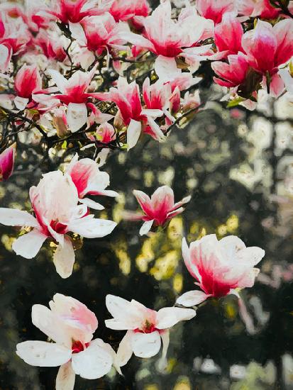 Blooming Magnolia 2018