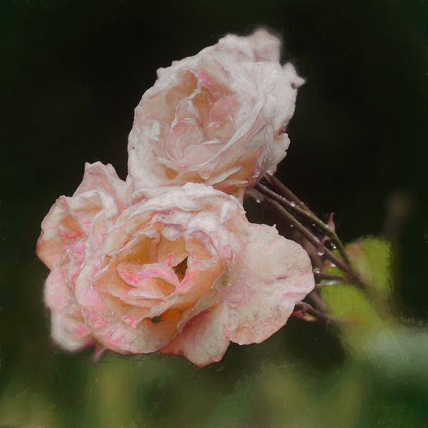Blush Roses von Helen White