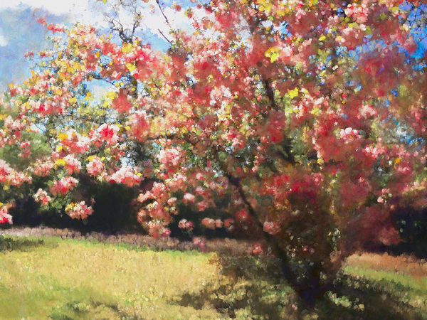 Cherry Blossom von Helen White