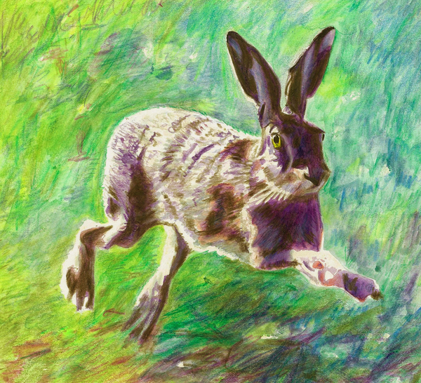 Joyful hare von Helen White
