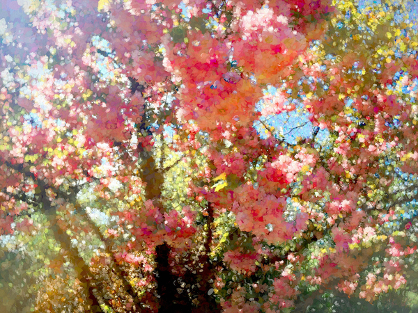 Spring Blossom Sky von Helen White