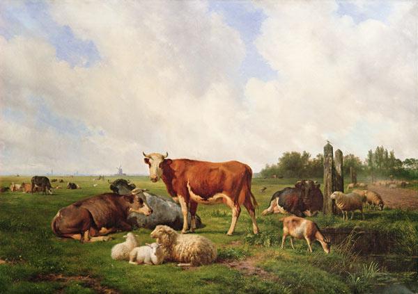 Sheep and Cattle in a Field