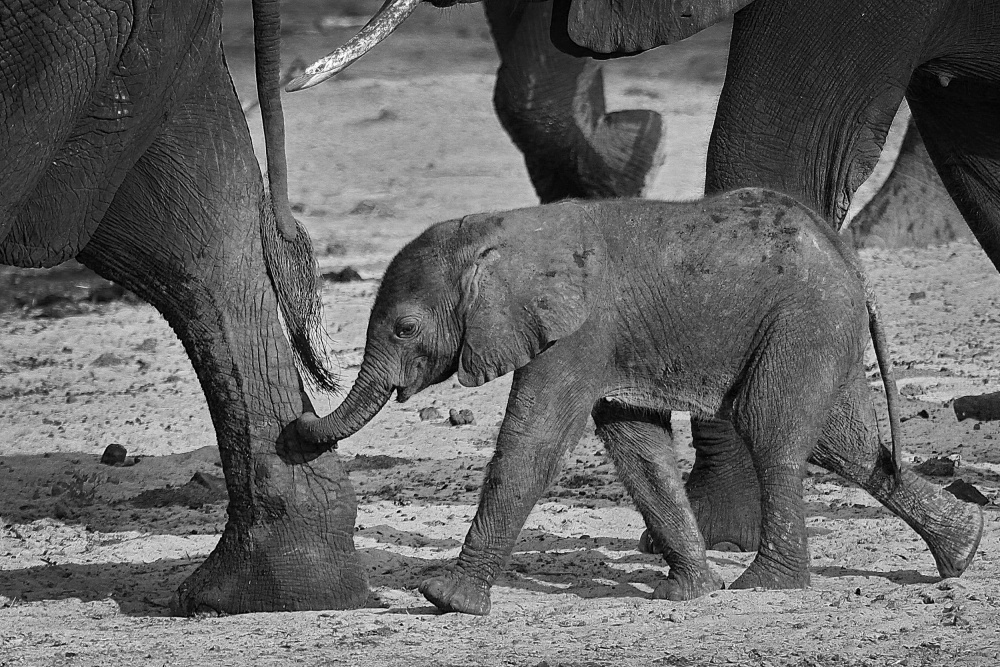 Baby Elefant von Henk Langerak