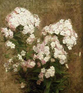 Phlox 1870