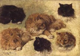 Studies of Cats 1895