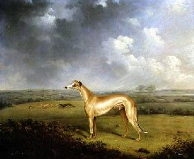 Reverend Henry Bate Dudley's Greyhound 'The Miller' 1799