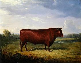 Portrait of a Brown Bull, 1834 (oil on canvas) 16th