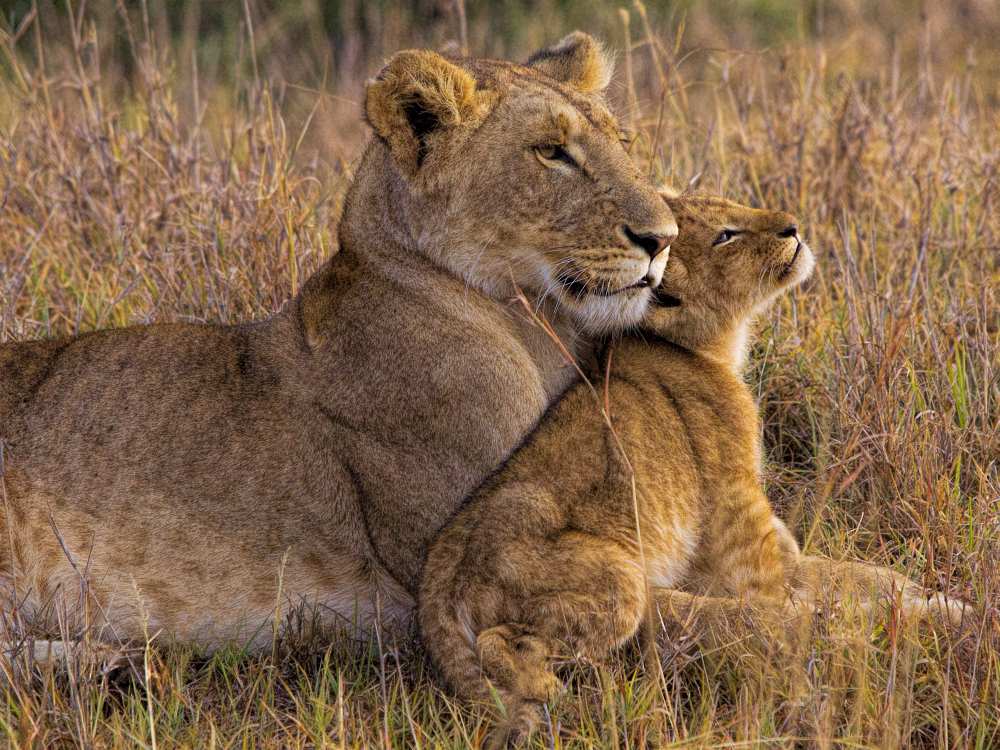 Baby Lion with Mother von Henry Jager