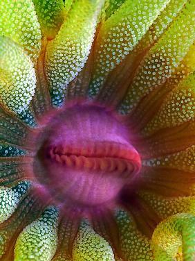 Cup Coral Portrait