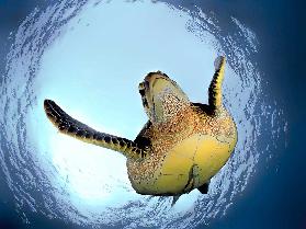 Grüne Schildkröte im Snells-Fenster