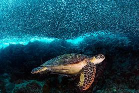 Turtle and Sardines