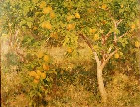 The Lemon Tree 1893