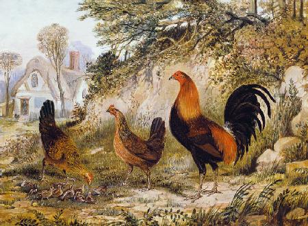 Cockerel, Hens and Chicks