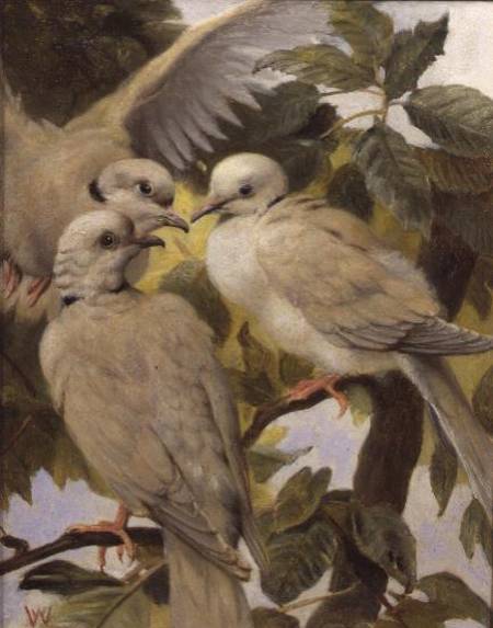 Three Ringed Doves von Henry Weekes