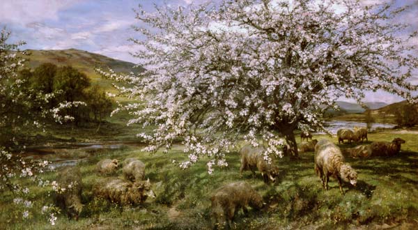 Obstgarten mit Schafen im Frühling (in Wales) von Henry William Banks Davis