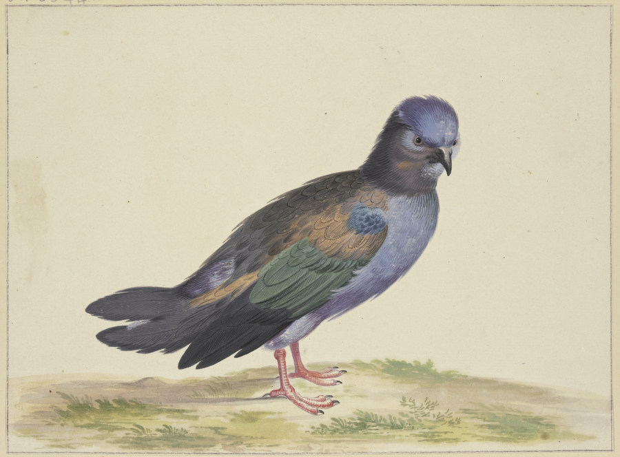 Eine blaue Taube mit grünen und schwarzen Flügeln von Herman Henstenburgh