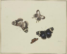 Vier Schmetterlinge