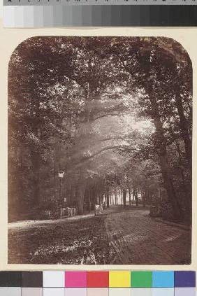 Sonnenblick beim großen Stern, aus: Aus dem Thiergarten: nach der Natur photogrphiert von Dr 1866