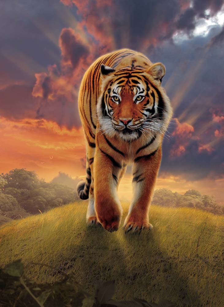 Rising Tiger von Vincent Hie