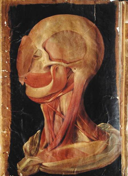 Anatomical drawing of the human head von Hieronymus Fabricius ab Aquapendente