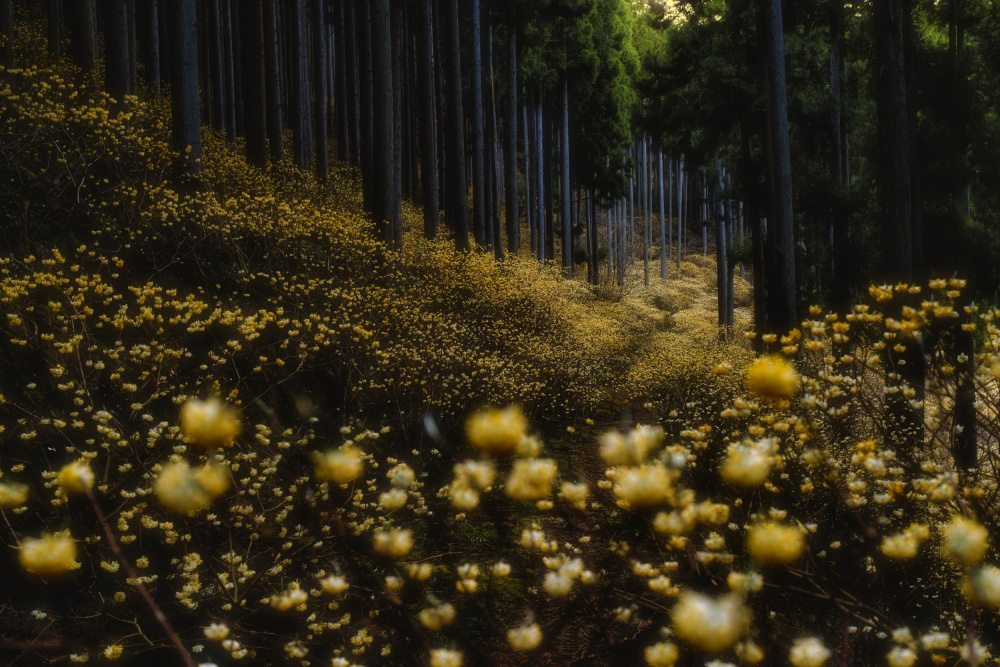 Goldener Wald („Mitsumata“ in voller Blüte) von HITOSHI YAMADA