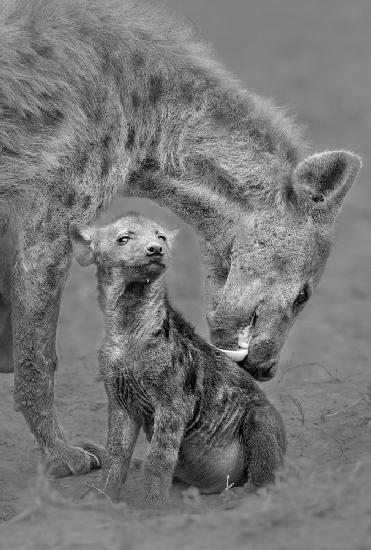 Hyäne und ihr Junges