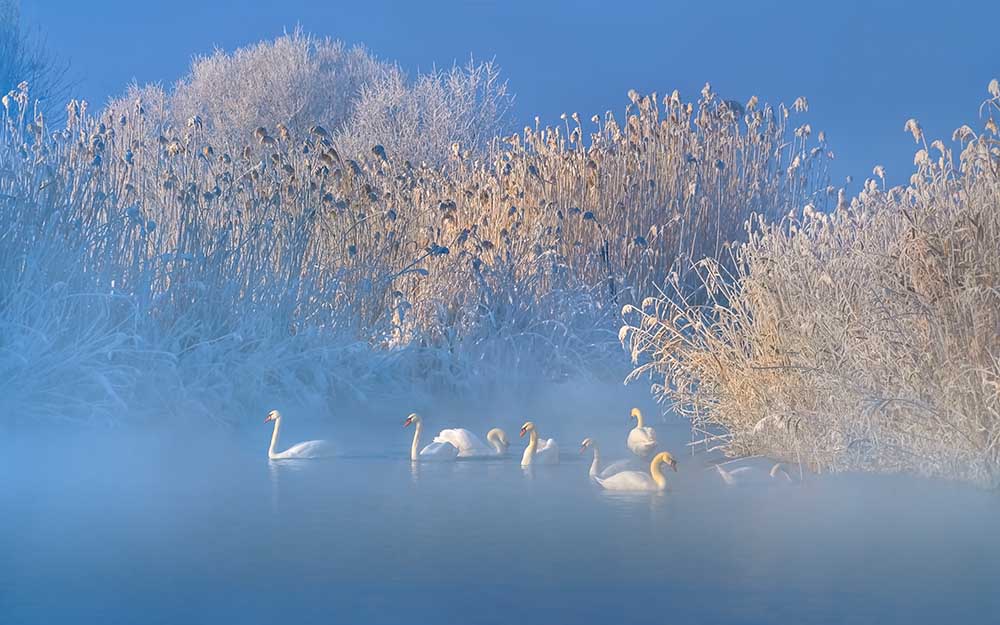 Blauer Schwanensee von Hua Zhu
