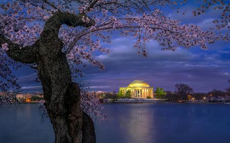 Kirschblüten rund um das Jefferson Memorial