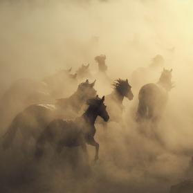 Migration von Pferden