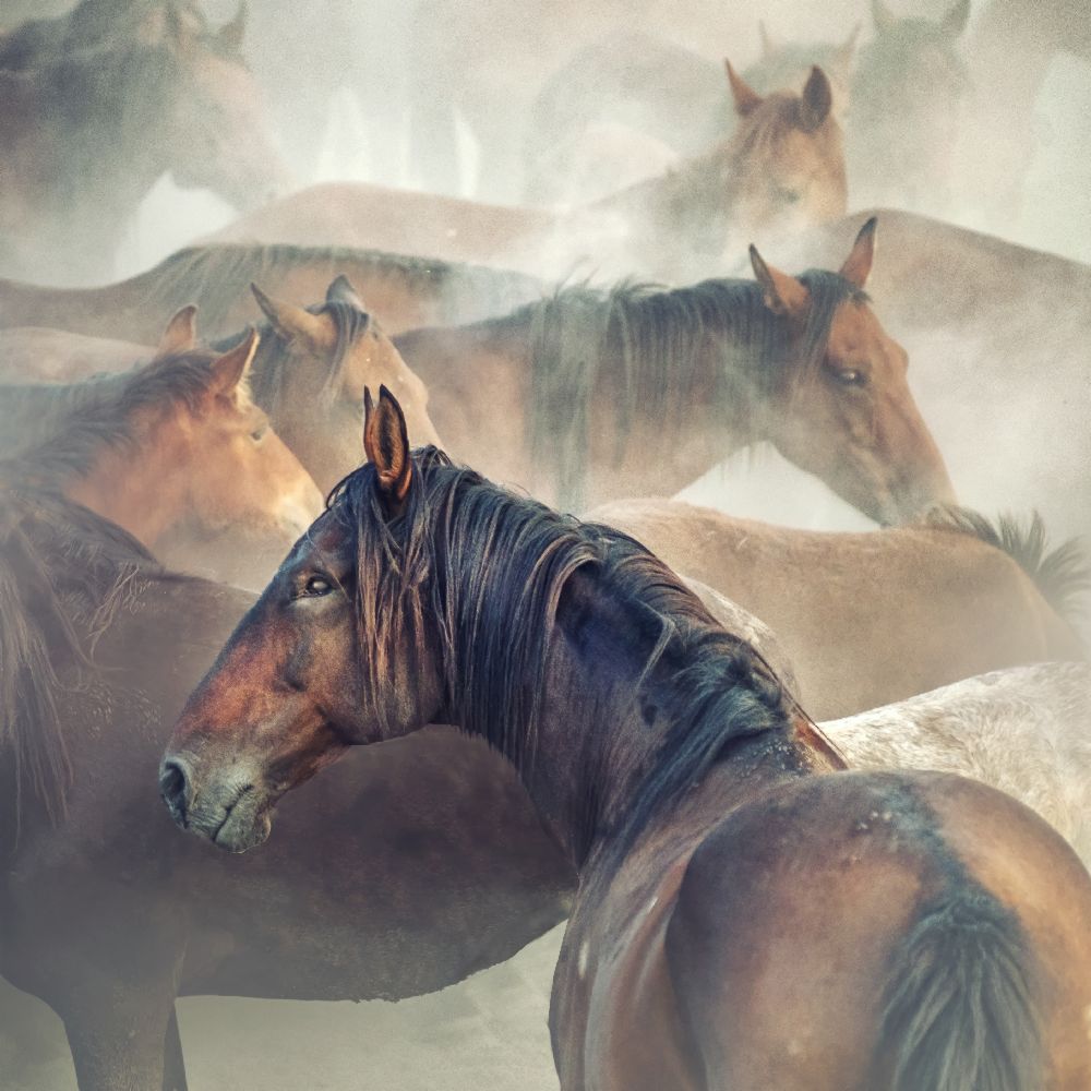 Müde Pferde von Hüseyin Taskin